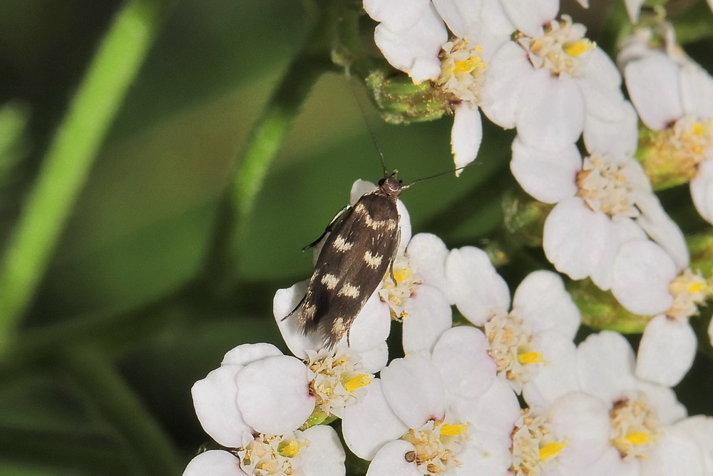 Scythris scopolella,  Scythrididae